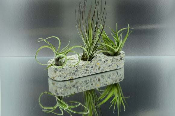 Handmade Brushed Concrete Holder for 3 Tealights, Airplants