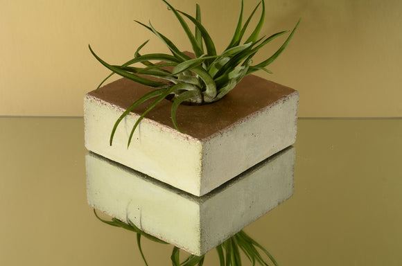 Handmade Brushed Concrete Rectangular Tealight, Airplant Holder - Pearl Brown